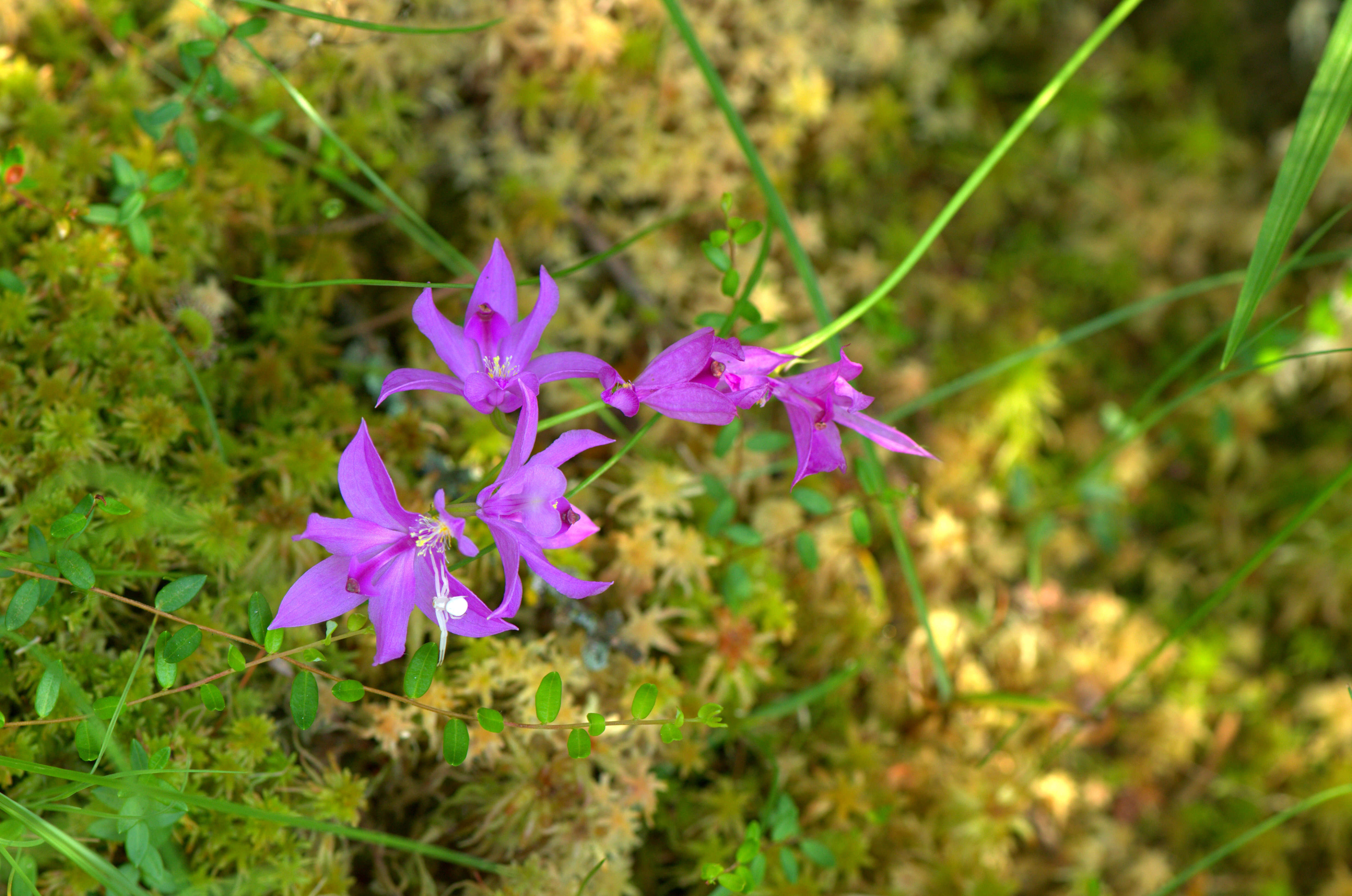 Image of tuberous grasspink