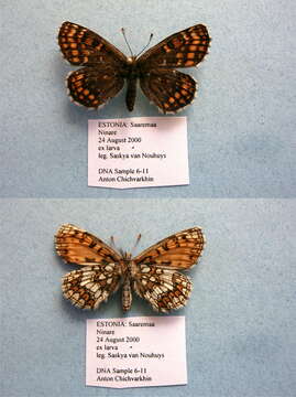 Image of Melitaea aurelia