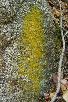 Image of lemon lichen