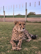 Image of Namibian cheetah