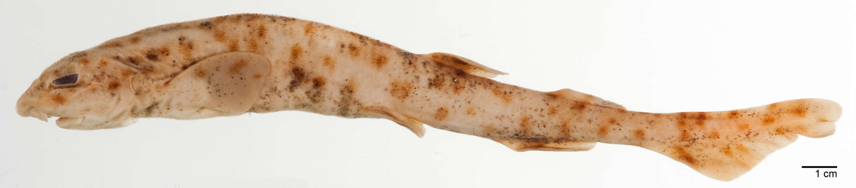 Image of Brownspotted catshark