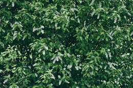 Image of Bird Cherry