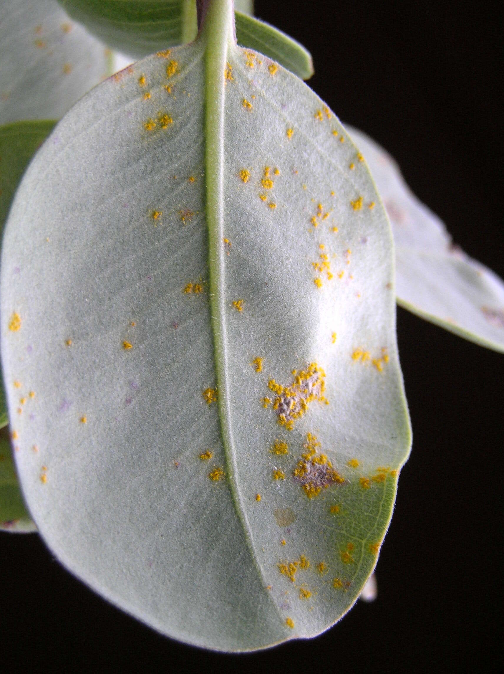 Image of Myrtle rust