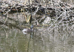 Image of Least Grebe