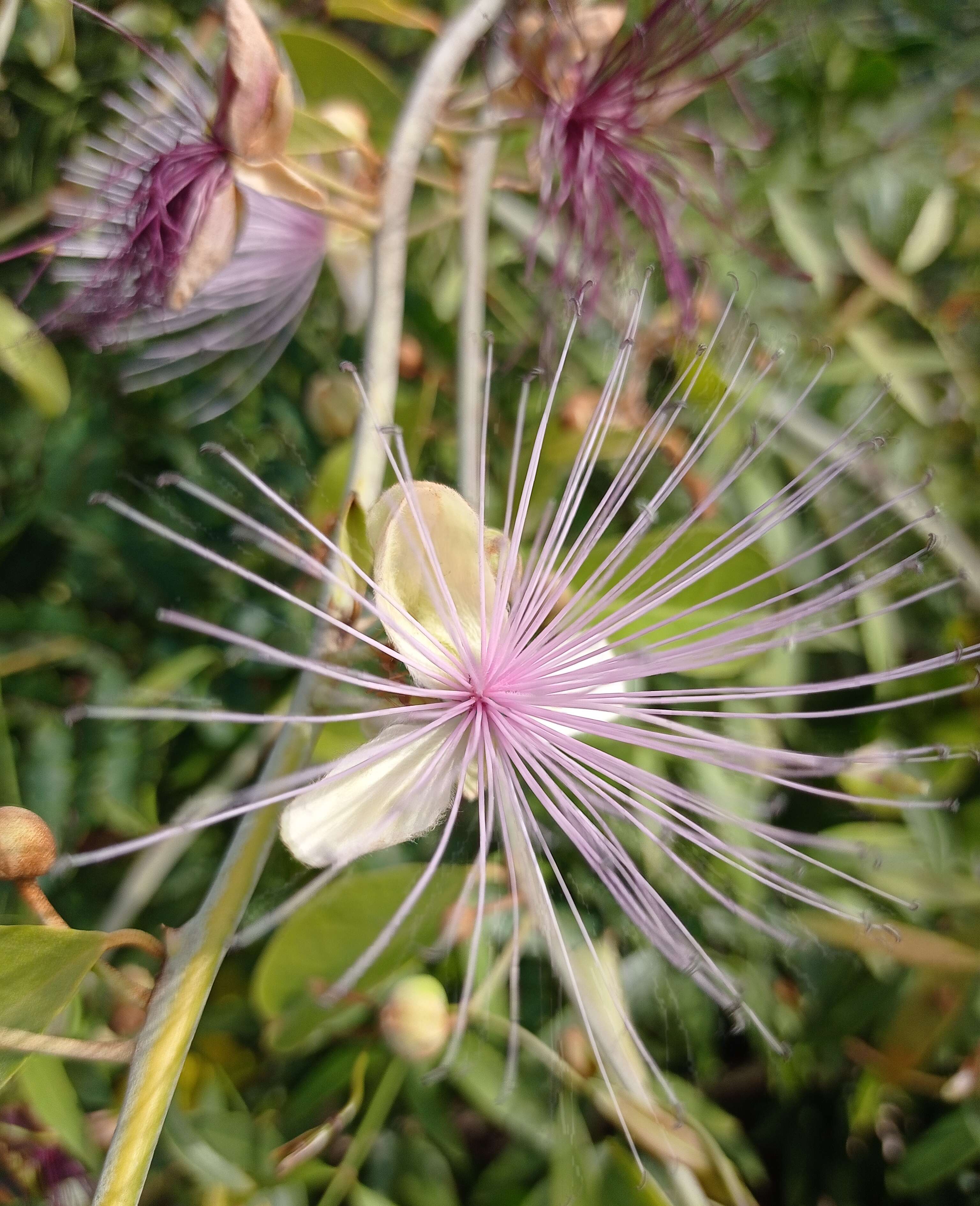 Image of Capparis zeylanica L.