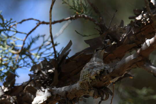 Image of Black-chinned Hummingbird