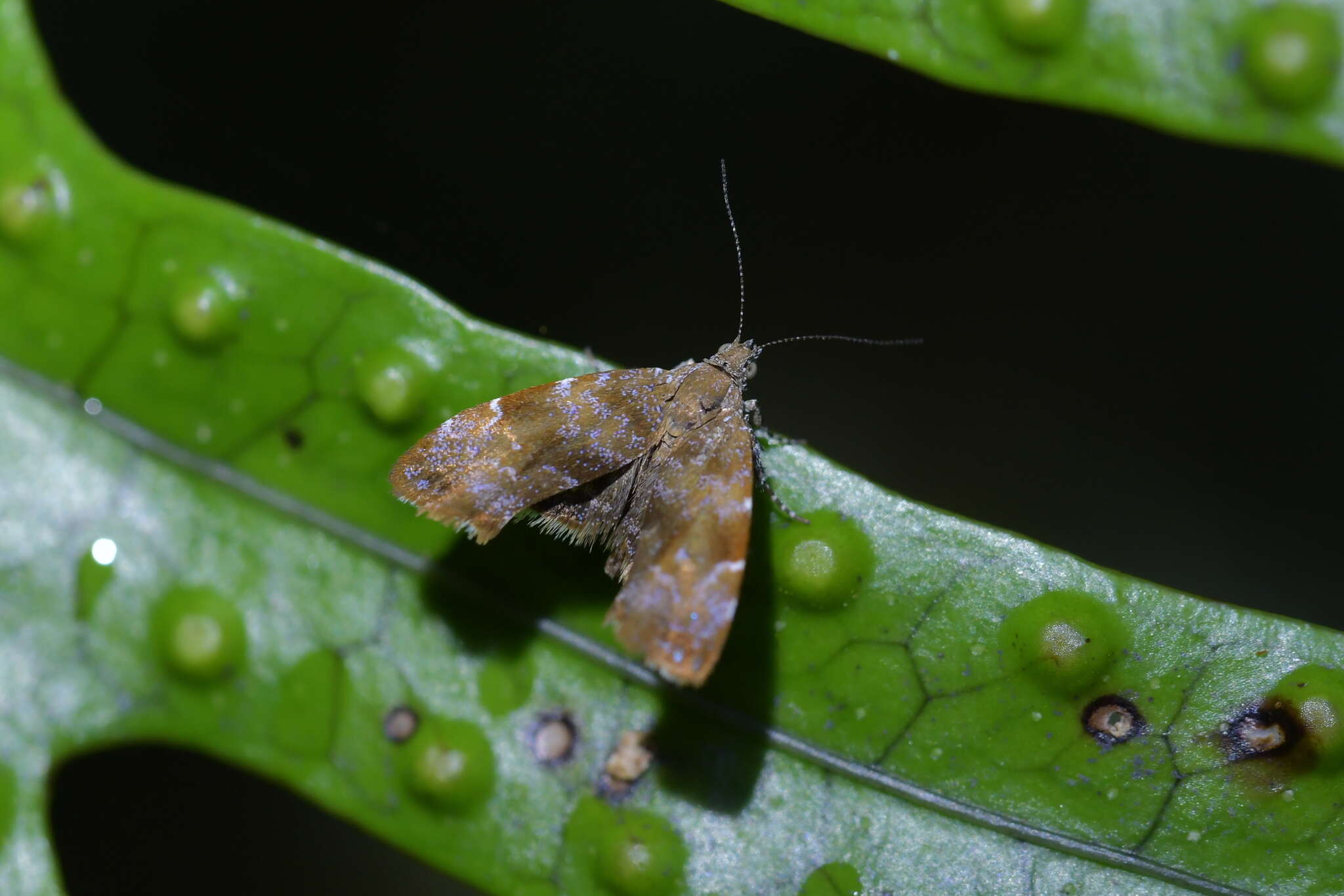 Image of Asterivora colpota Meyrick 1911