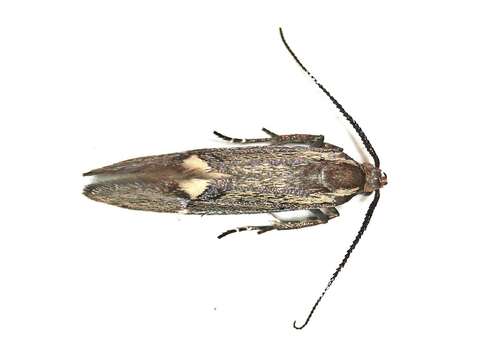 Image of Esperia sulphurella