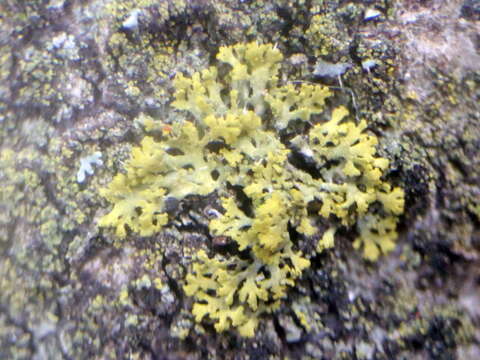 Image of lemon lichen