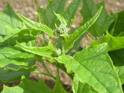 Image de Chenopodiastrum hybridum (L.) S. Fuentes, Uotila & Borsch