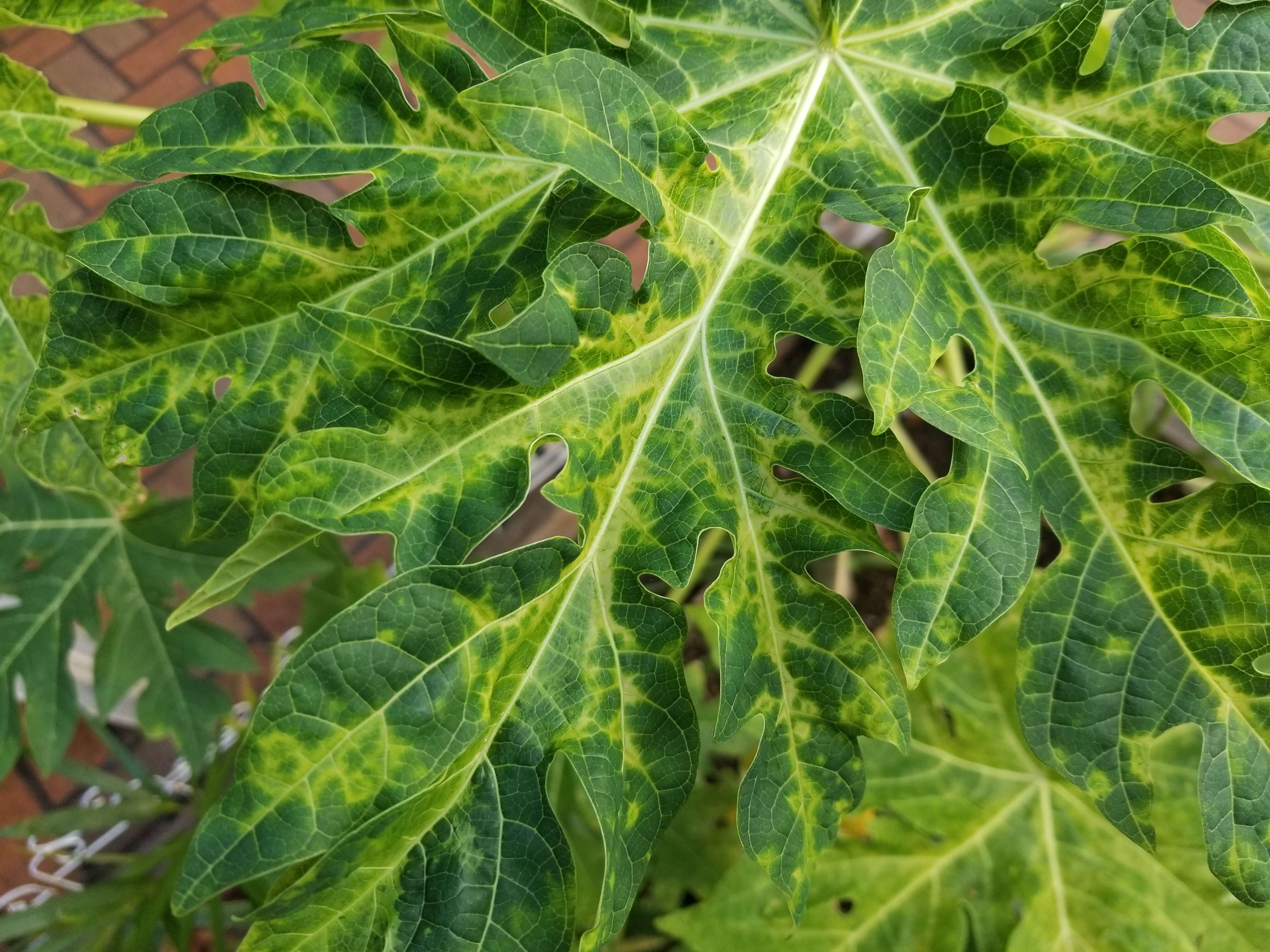 Image of Papaya ringspot virus