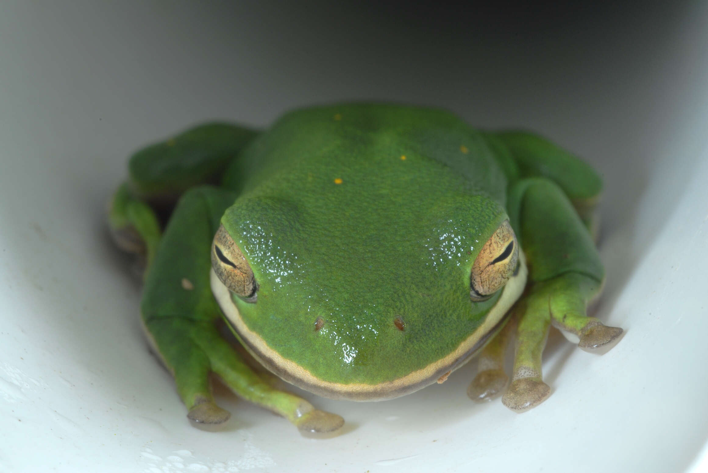 Image of American Green Treefrog