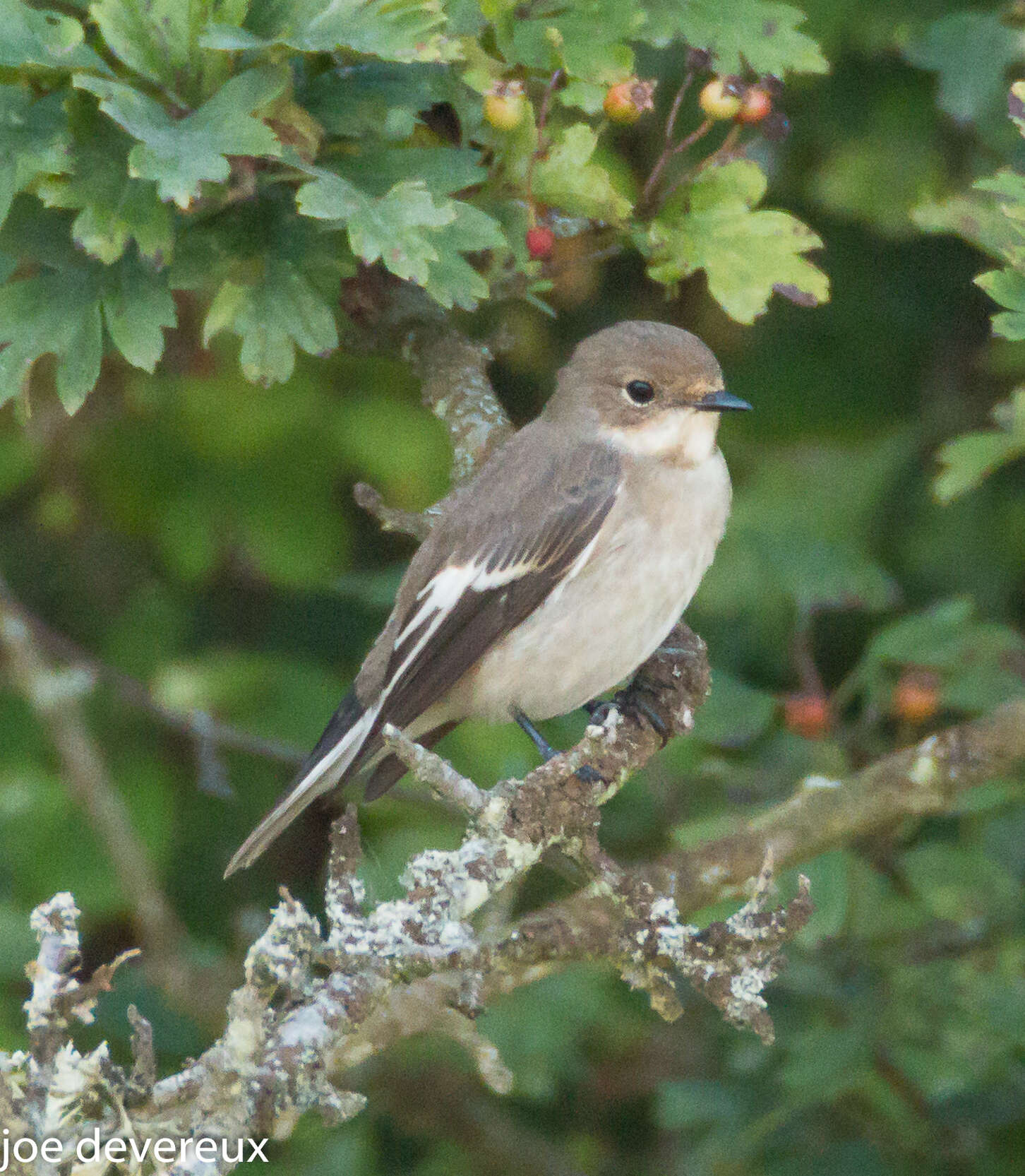 Image of European Pied Flycatcher