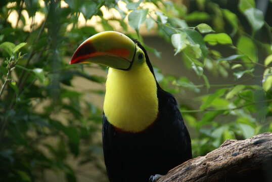 Image of Keel-billed Toucan