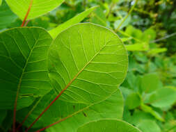 Image of European smoketree