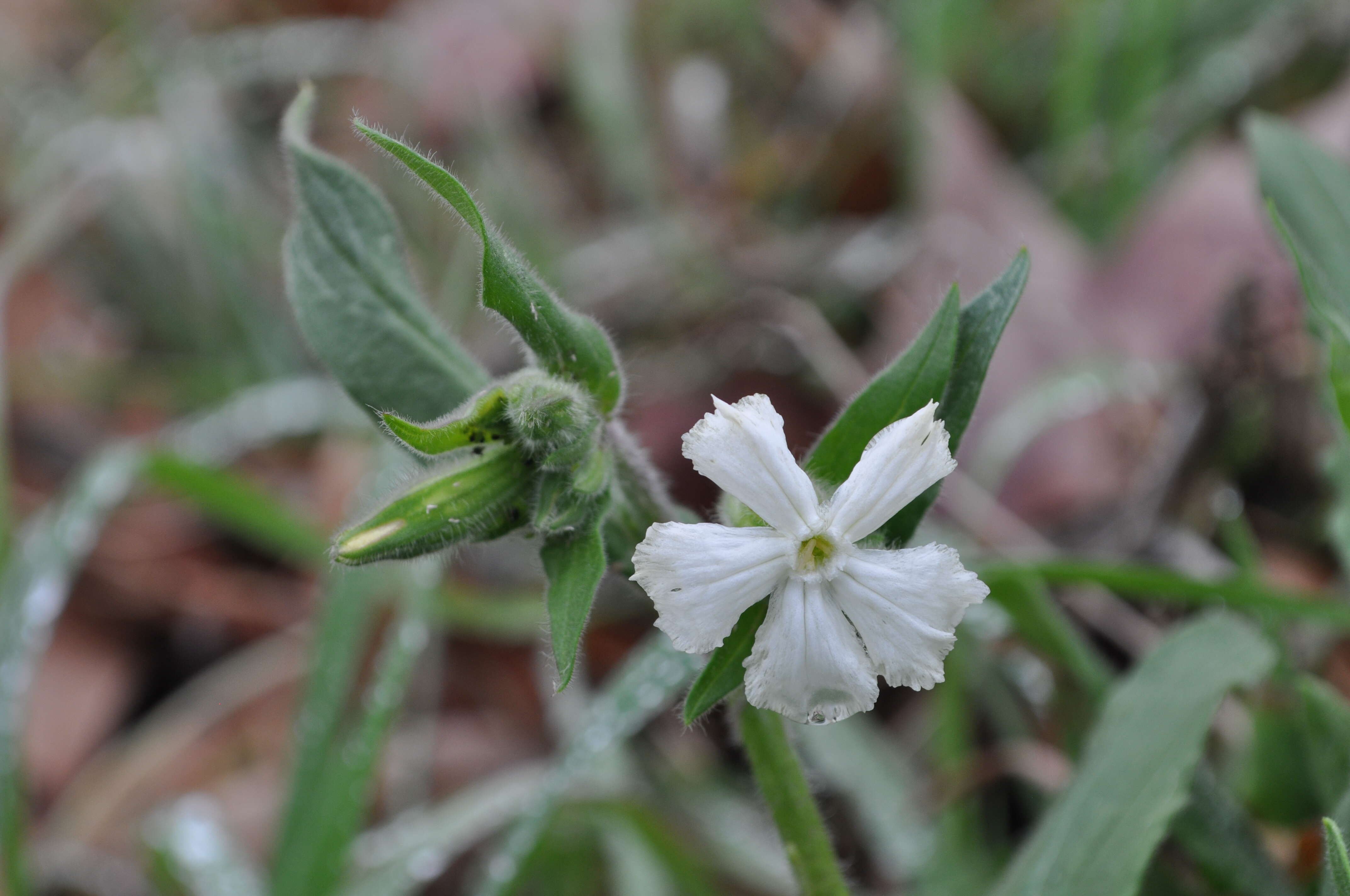 Image of Bladder Campion