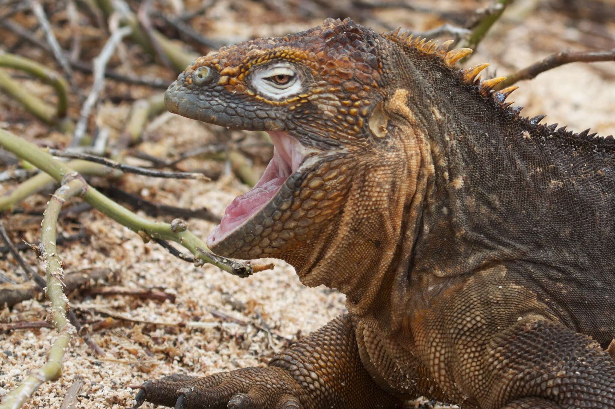 Image of Galapagos Land Iguana