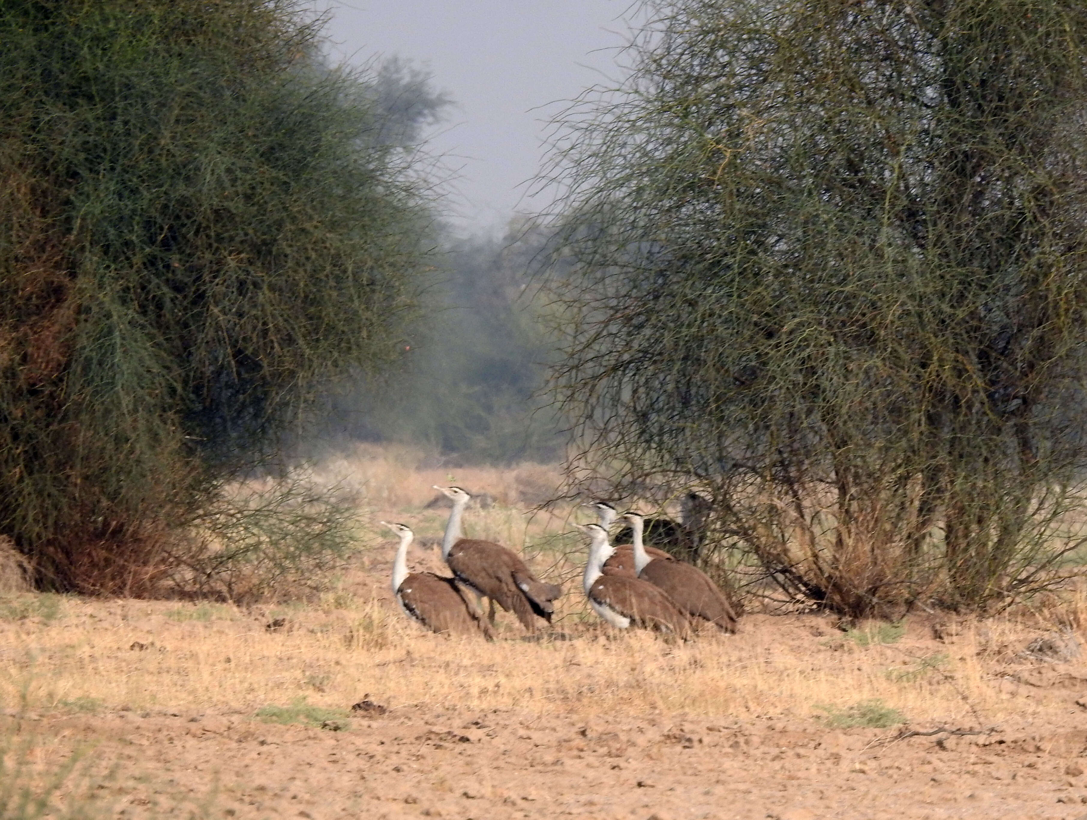 Image of Great Indian Bustard