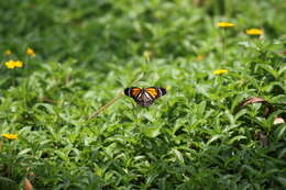 Plancia ëd Danaus (Anosia) melanippus Cramer 1777