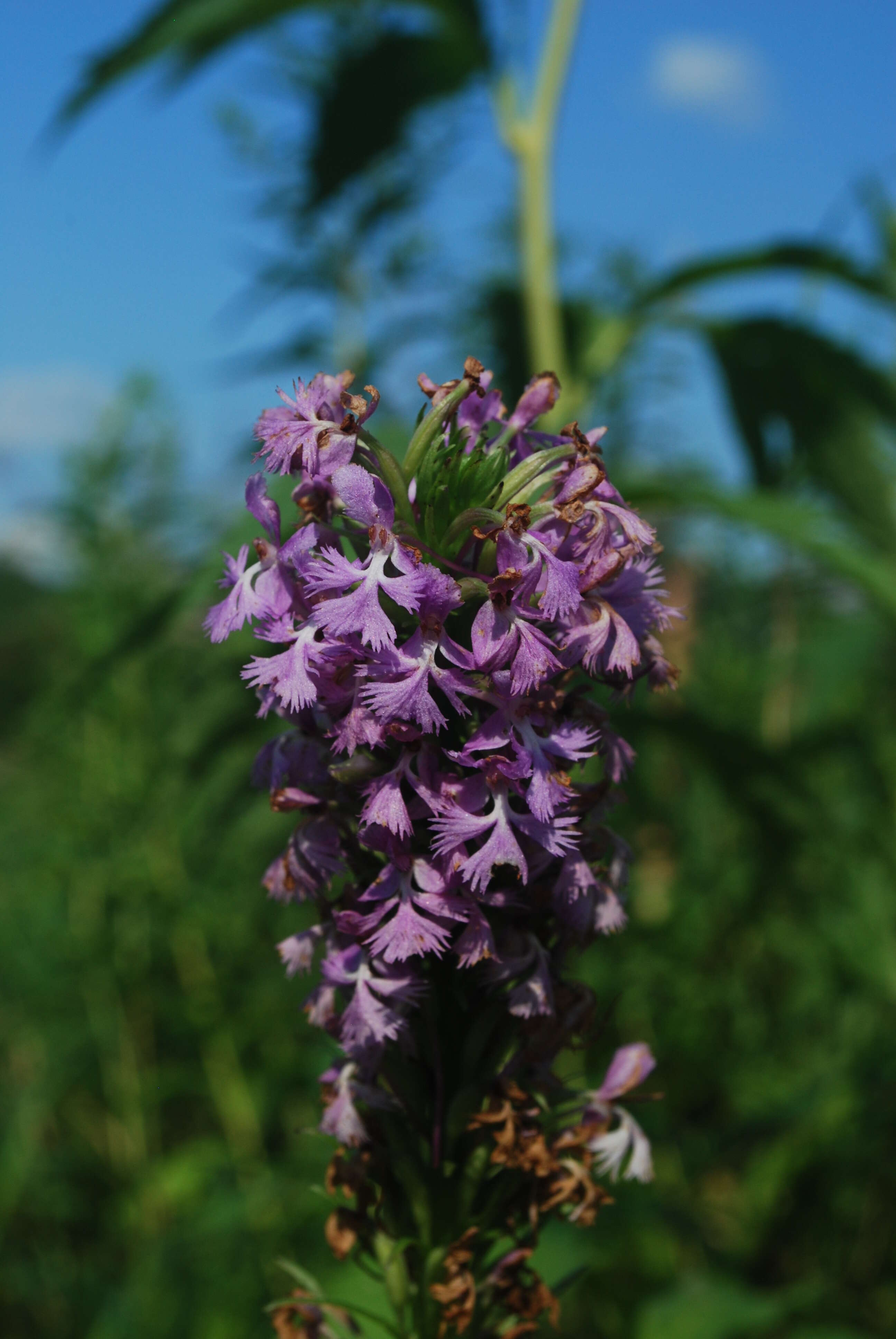 Image of Lesser purple fringed orchid