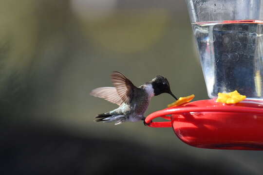 Image of Black-chinned Hummingbird