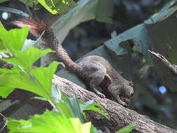 Image of Plantain Squirrel