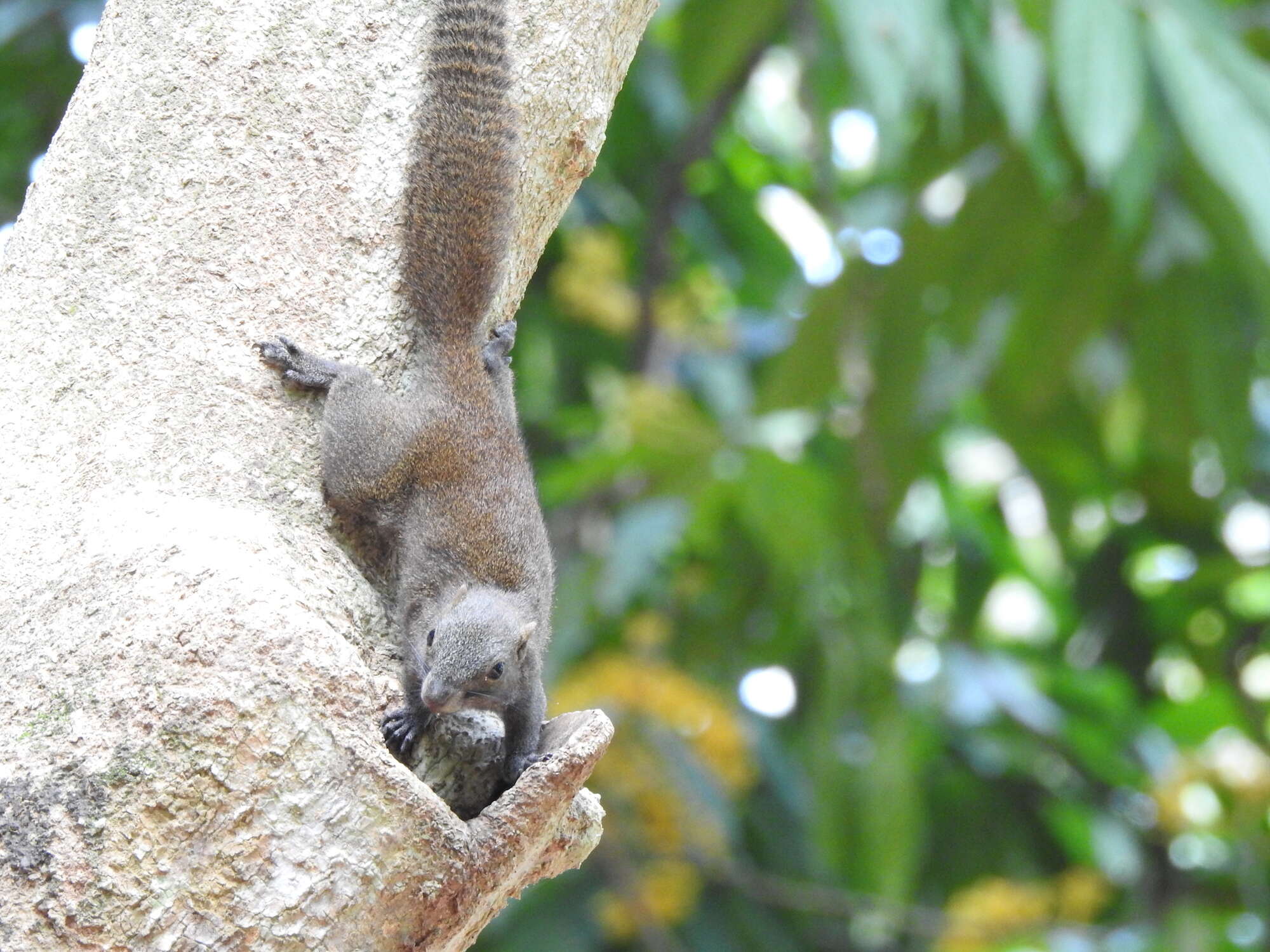 Image of Gray-bellied Squirrel