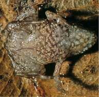 Image of microhylid frogs