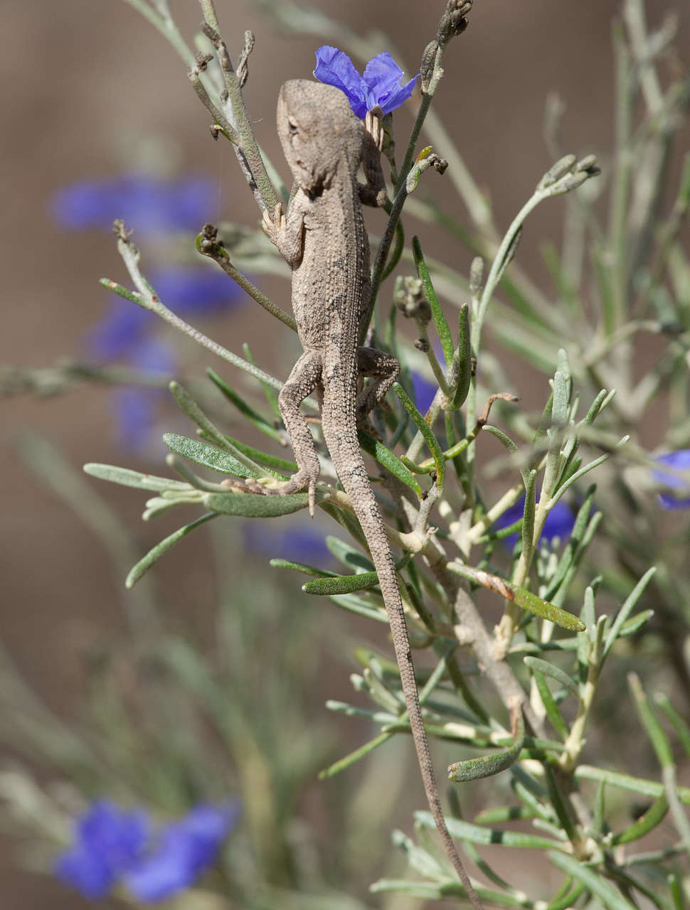 Image of Jacky Lashtail