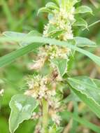 Imagem de Amaranthus polygonoides L.