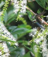 Image of Green Thorntail