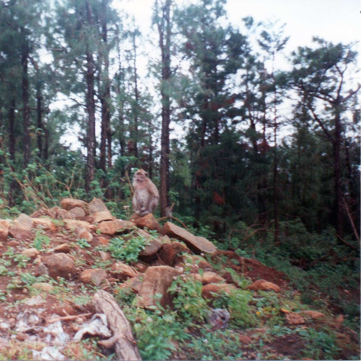 Image of Long-tailed Macaque