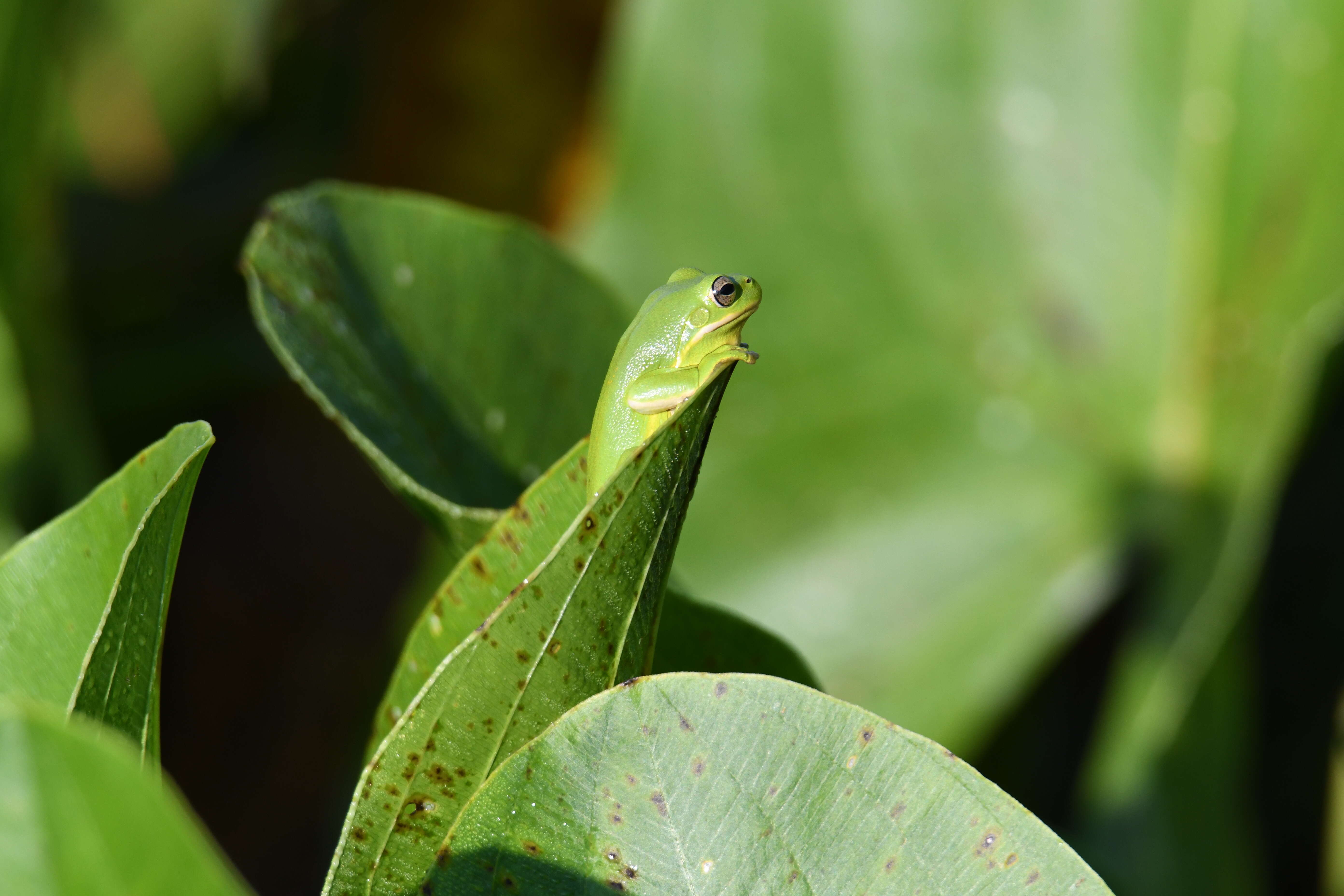 Image of American Green Treefrog