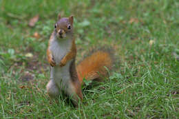 Image of pine squirrel