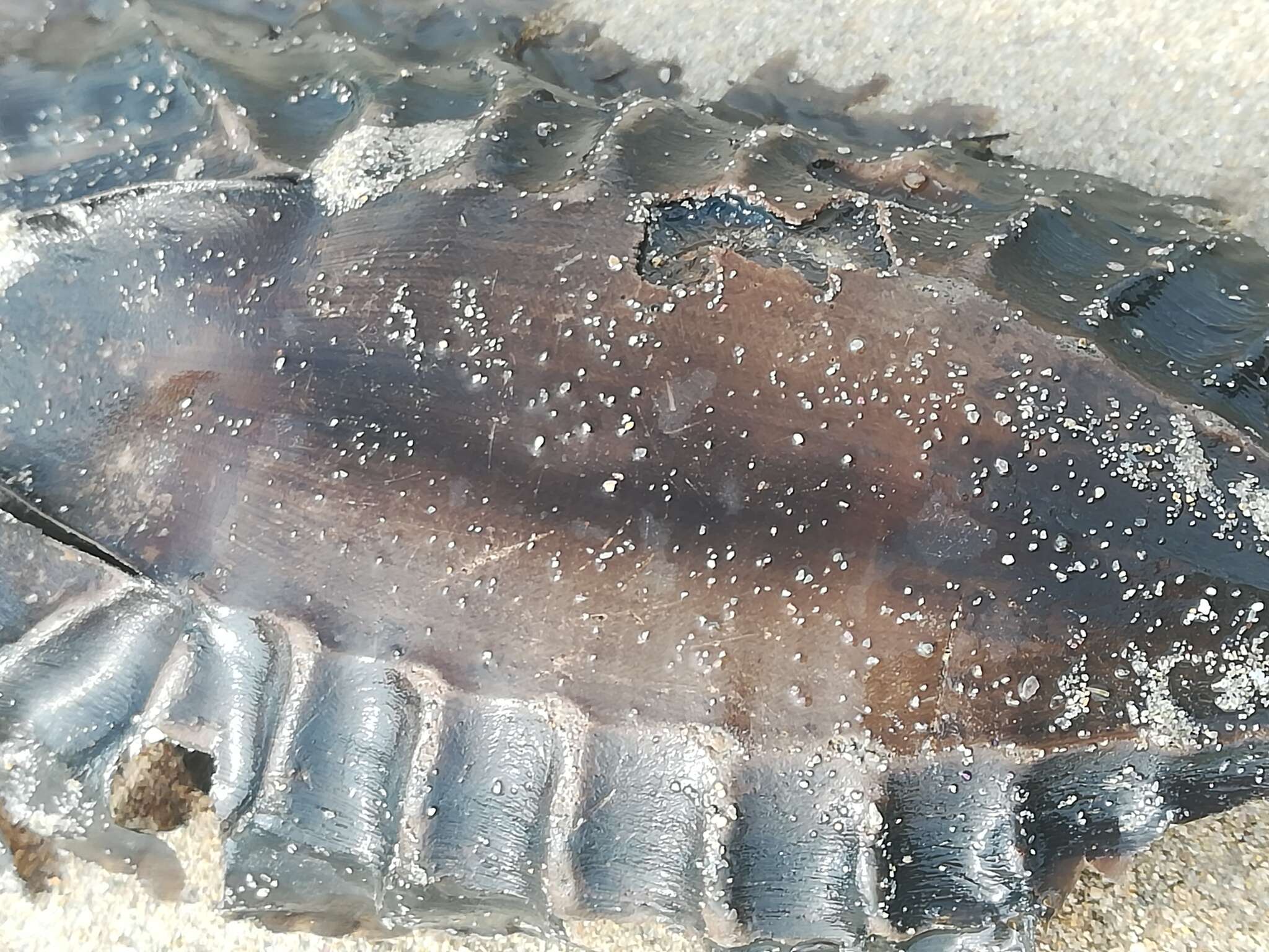 Image of Cape Elephantfish