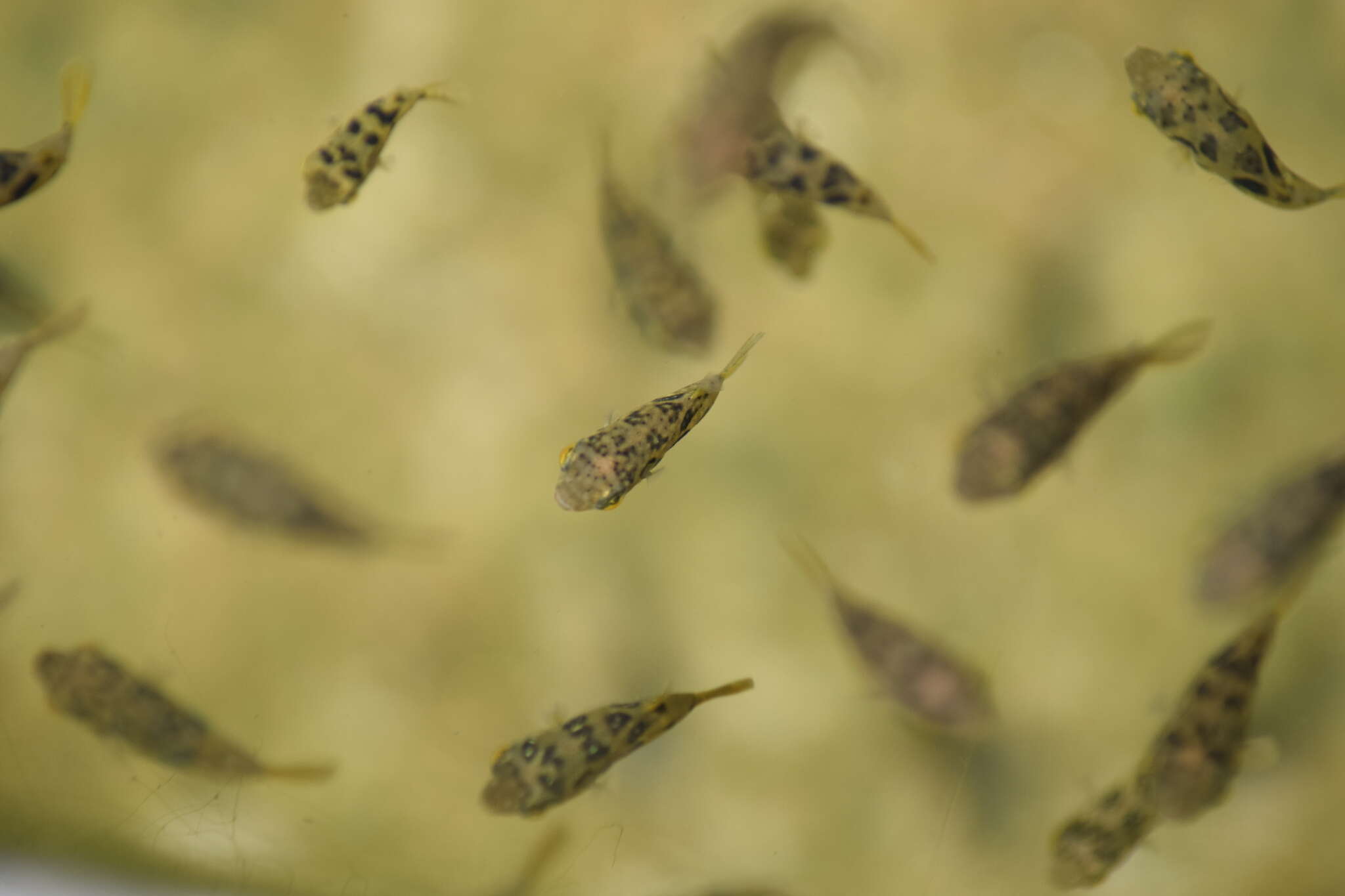 Image of Dwarf Indian Puffer