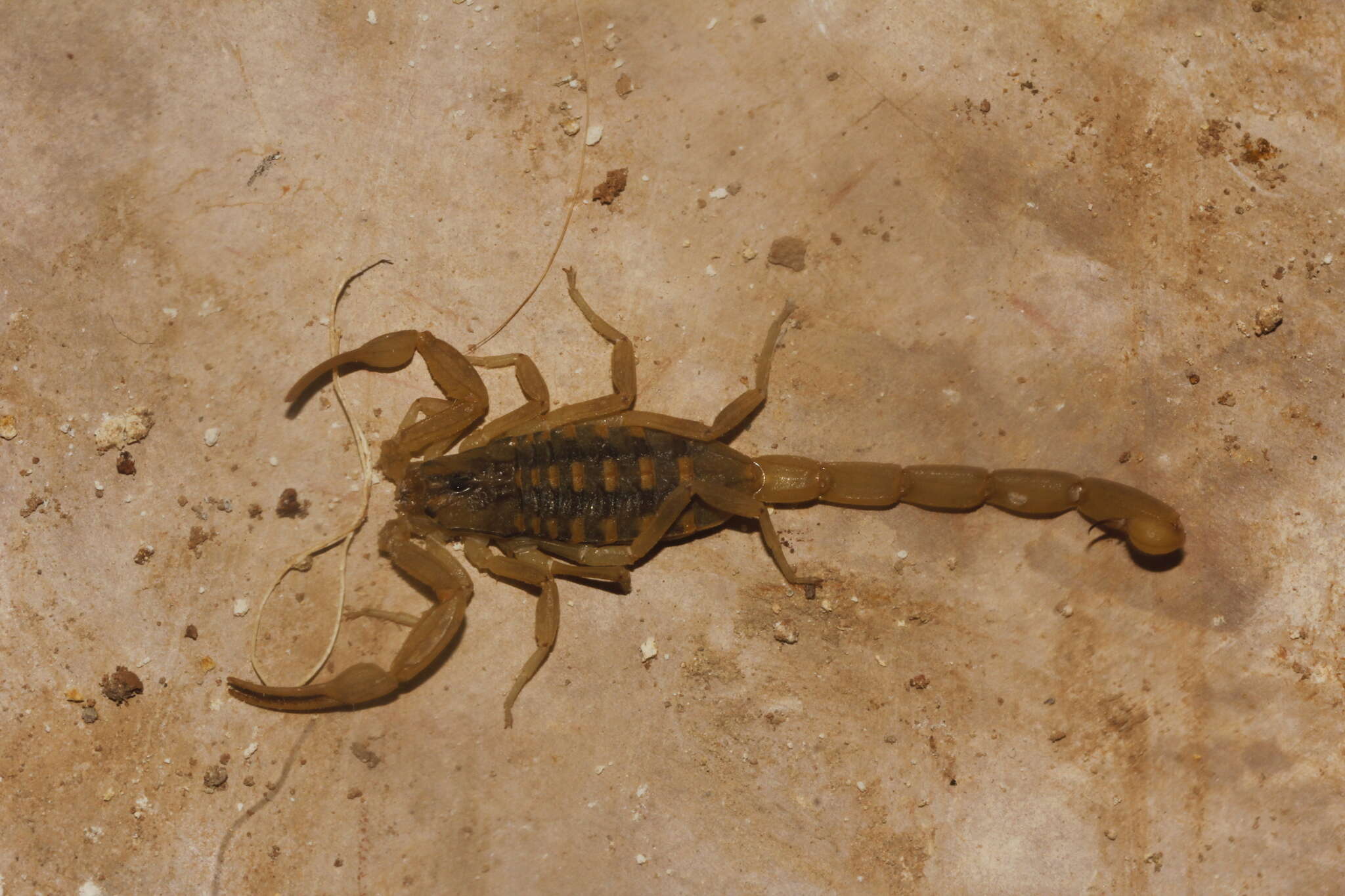 Image of Arizona Bark Scorpion