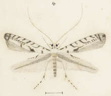 صورة Acrocercops aellomacha (Meyrick 1880)