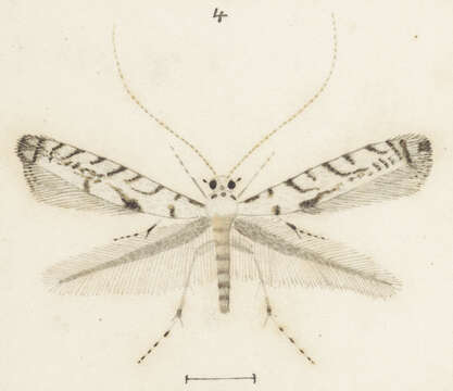 صورة Acrocercops aellomacha (Meyrick 1880)