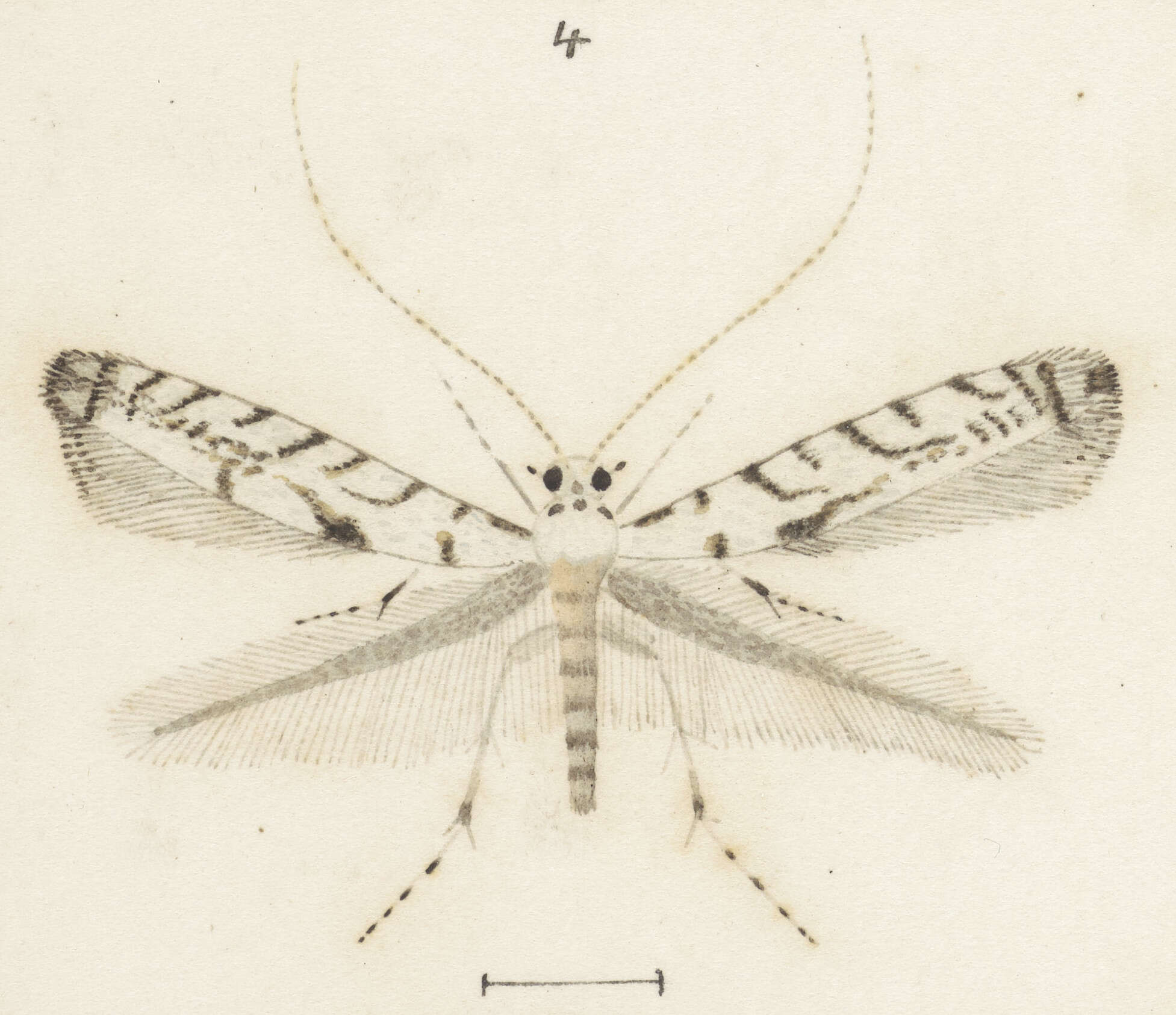 صورة Acrocercops aellomacha (Meyrick 1880)