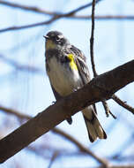 Image of Myrtle Warbler