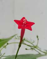 Image of Cypress Vine