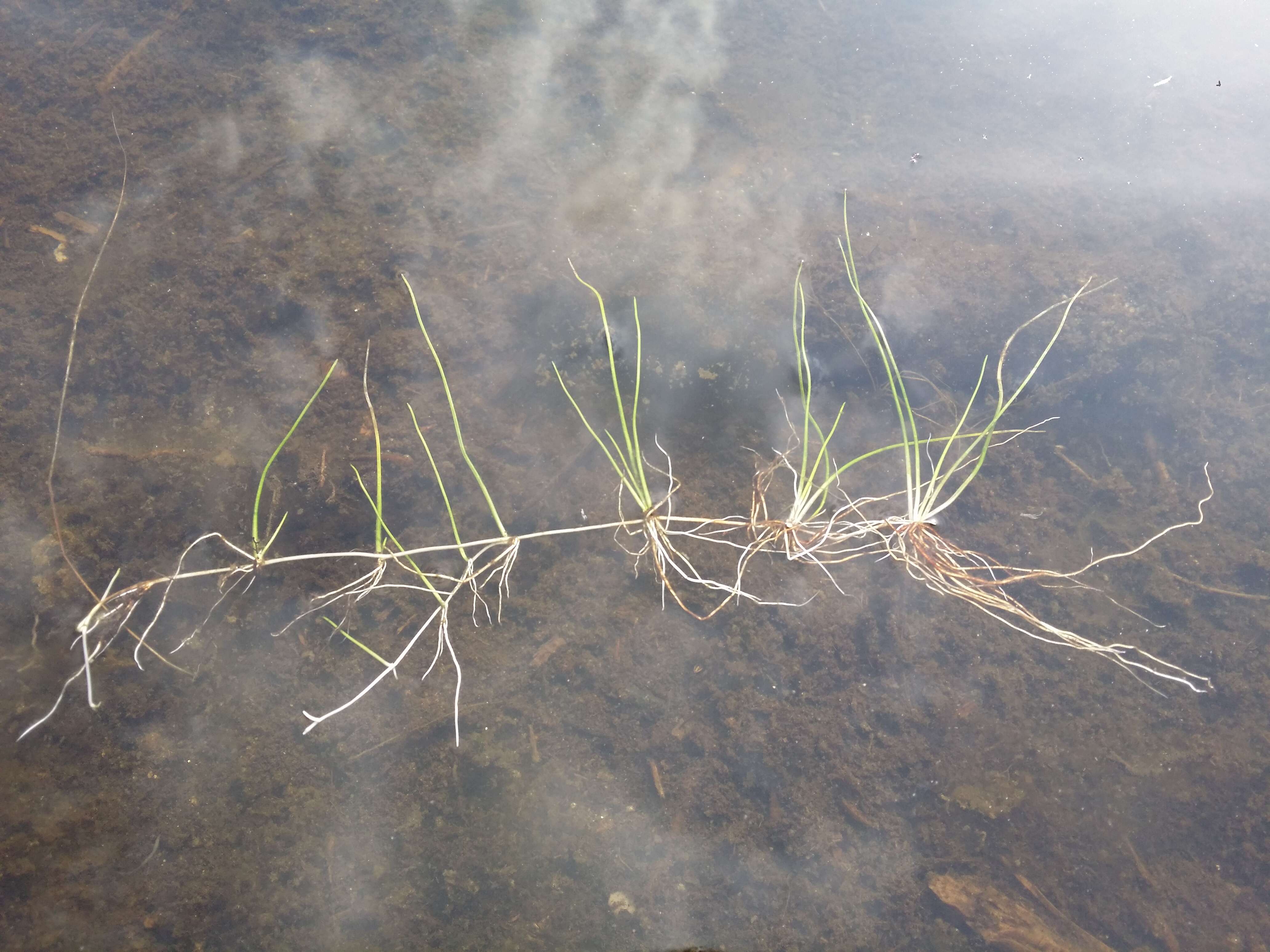 Image of Pillwort