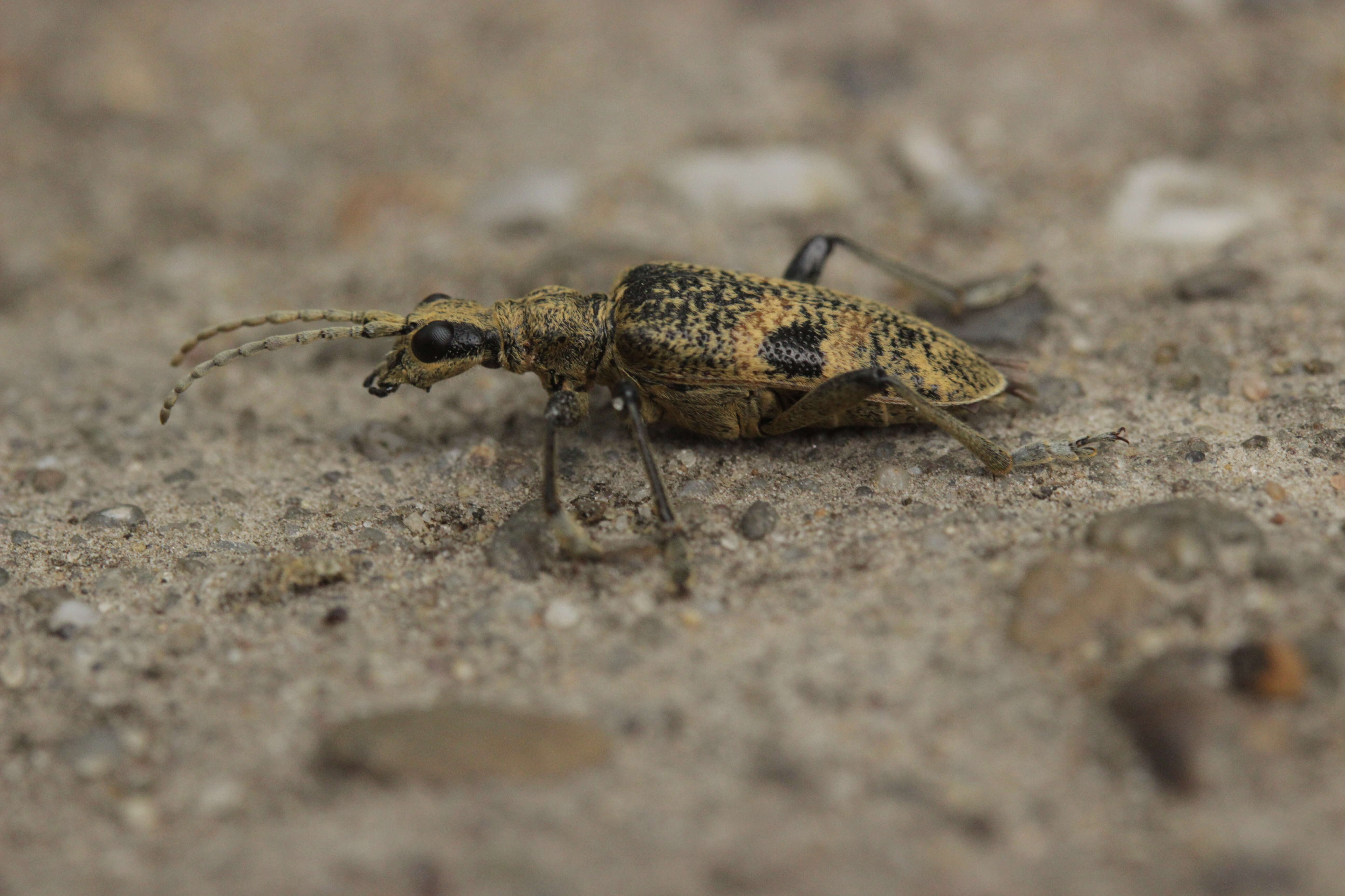 Image of Blackspotted Pliers Support Beetle