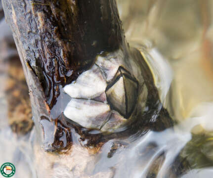 Image of Striped barnacle