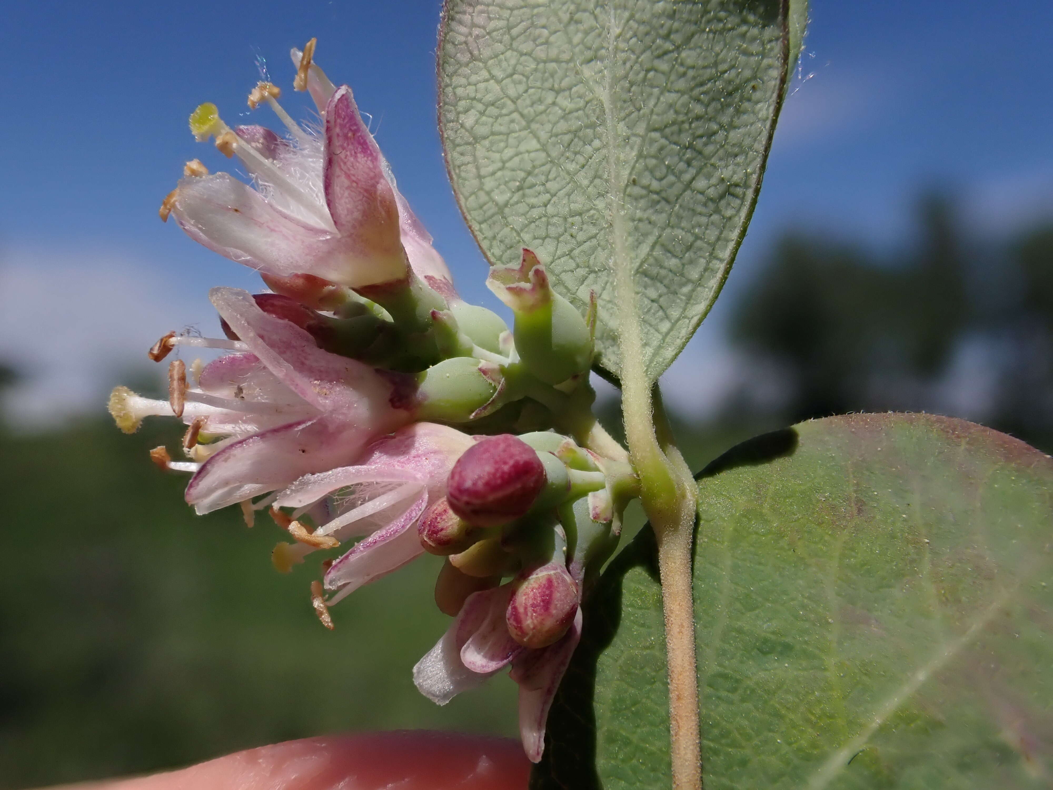 Image of western snowberry