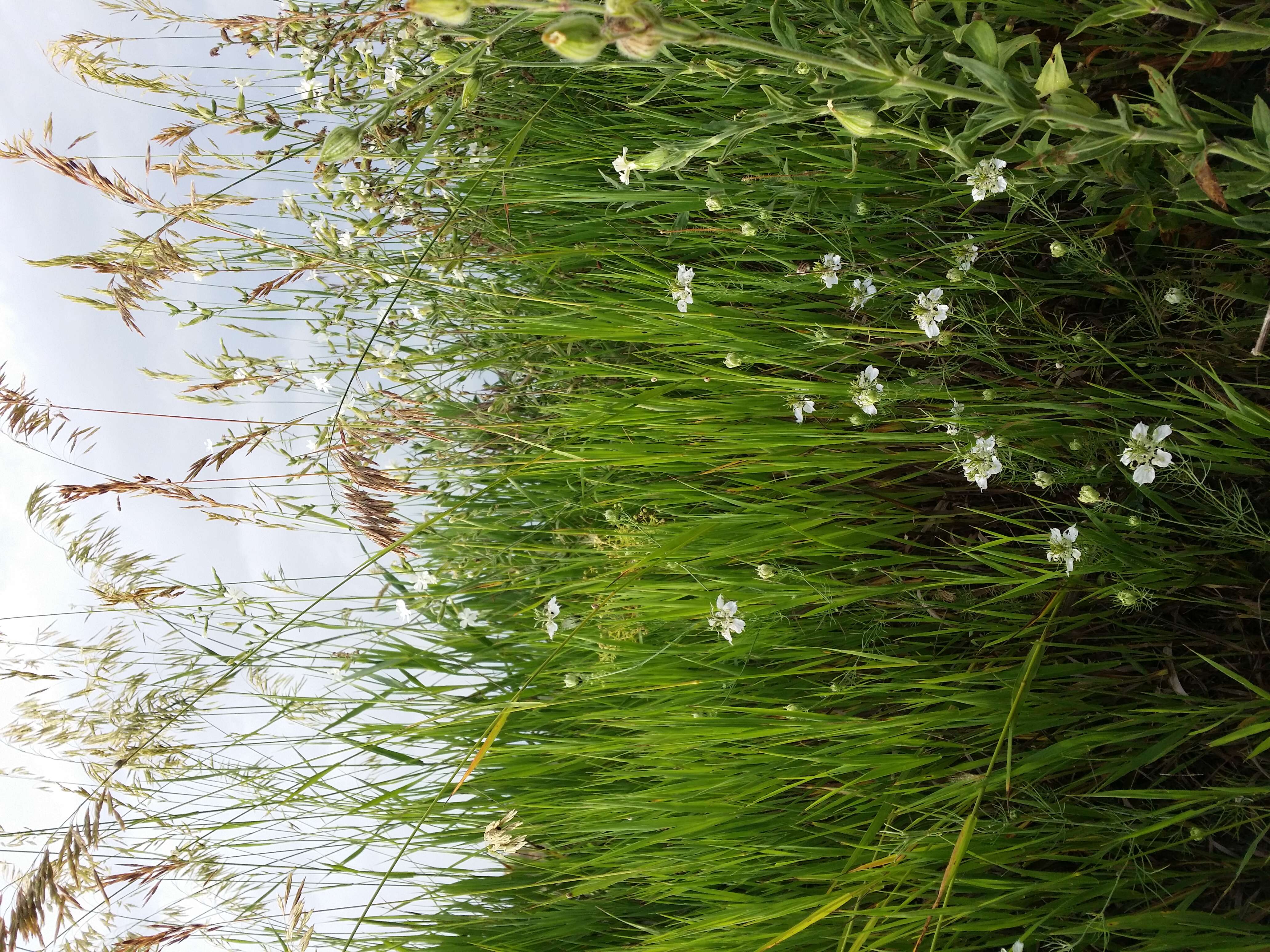 Nigella arvensis L. resmi