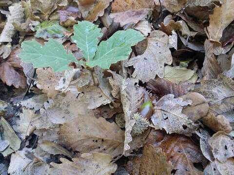 Image of Algerian Oak