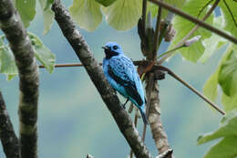 Image of Turquoise Cotinga