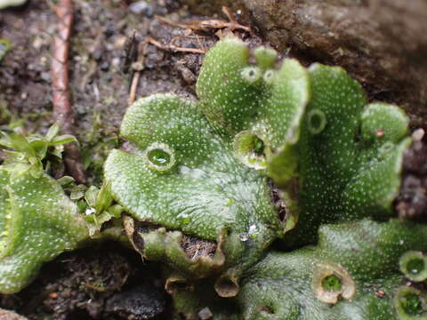 Image of common liverwort